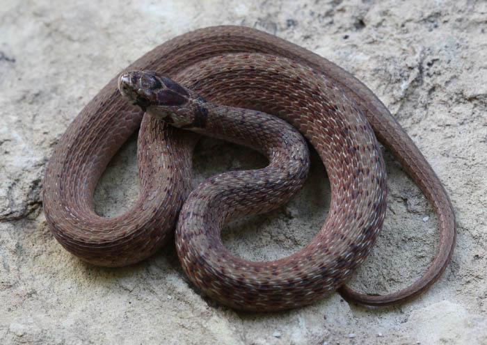 Brown Snake